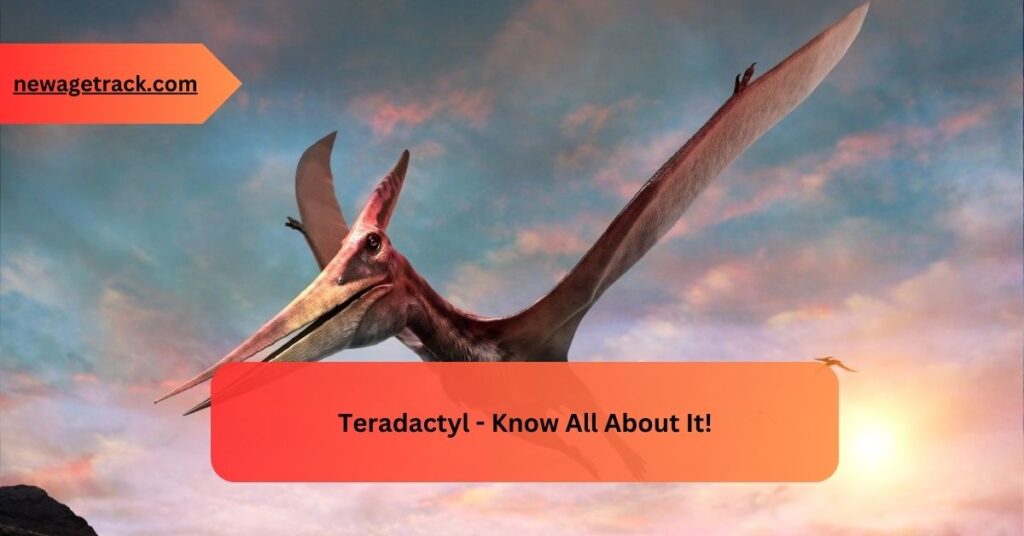 Teradactyl - Know All About It!